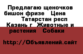 Предлагаю щеночков бишон фризе › Цена ­ 40 000 - Татарстан респ., Казань г. Животные и растения » Собаки   